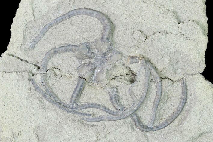 Cretaceous Brittle Star (Ophiura) Fossil - Texas #143667